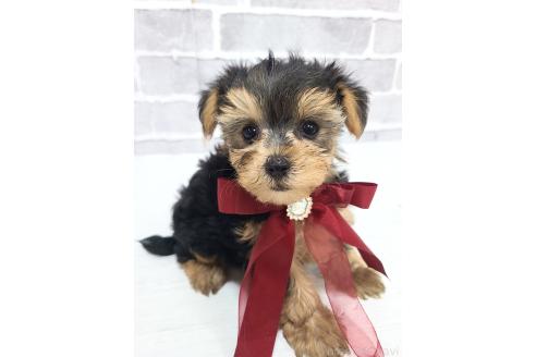 販売中の東京都のミックス犬-394131の14枚目