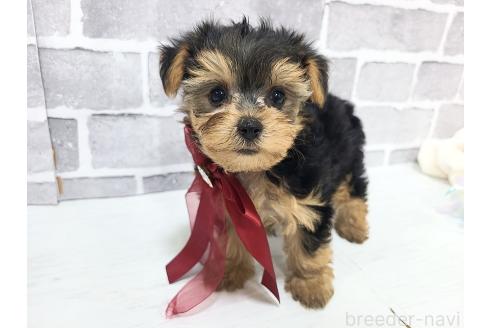 販売中の東京都のミックス犬-394131の13枚目