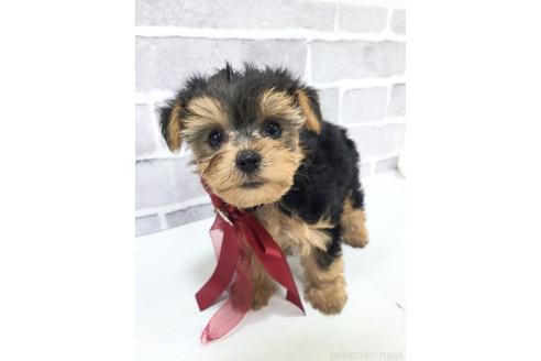 販売中の東京都のミックス犬-394131の12枚目