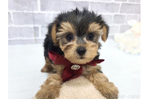 販売中の東京都のミックス犬-394131の11枚目
