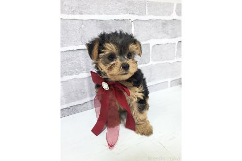 販売中の東京都のミックス犬-394131の10枚目
