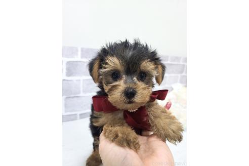 販売中の東京都のミックス犬-394131の9枚目