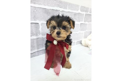 販売中の東京都のミックス犬-394131の8枚目