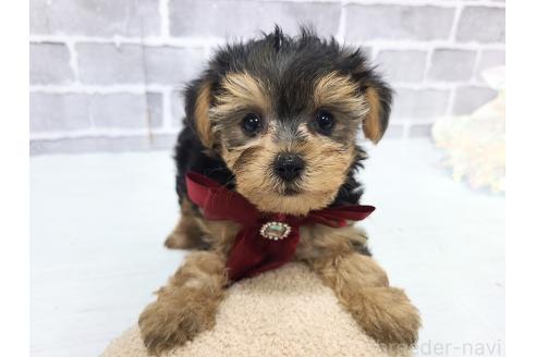 販売中の東京都のミックス犬-394131の7枚目