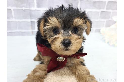 販売中の東京都のミックス犬-394131の6枚目