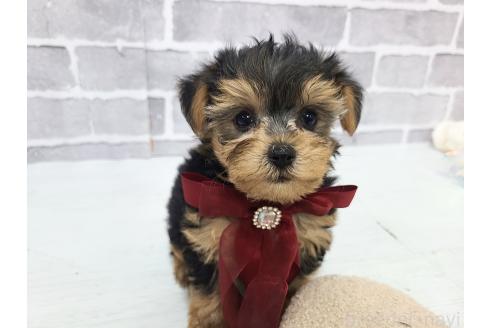 販売中の東京都のミックス犬-394131の5枚目