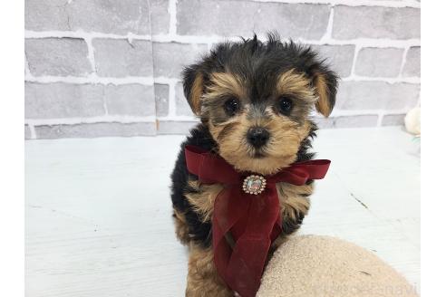 販売中の東京都のミックス犬-394131の4枚目