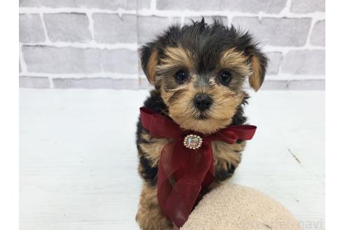 販売中の東京都のミックス犬-394131の3枚目