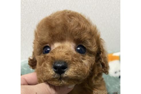 販売中の岡山県のタイニープードル-394132の4枚目