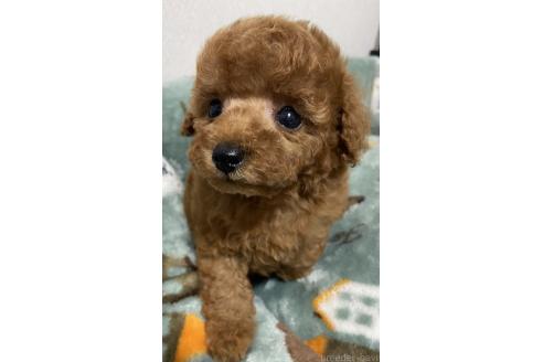 販売中の岡山県のタイニープードル-394132の3枚目