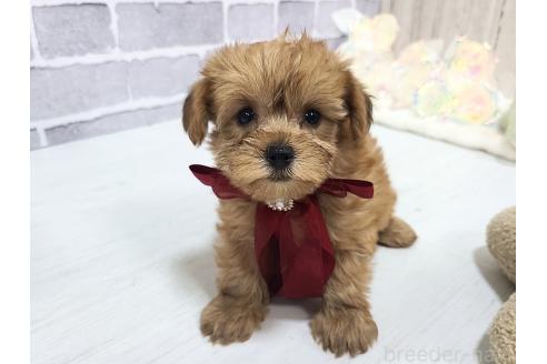 販売中の東京都のミックス犬-394133の17枚目