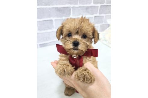販売中の東京都のミックス犬-394133の16枚目