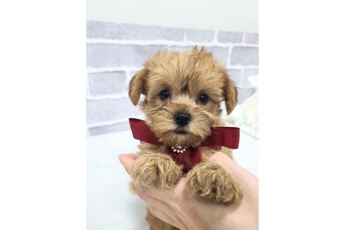 販売中の東京都のミックス犬-394133の14枚目