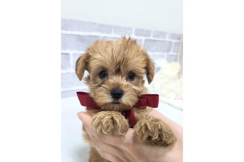 販売中の東京都のミックス犬-394133の13枚目