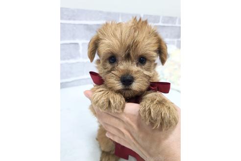 販売中の東京都のミックス犬-394133の12枚目