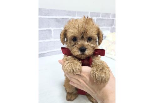 販売中の東京都のミックス犬-394133の11枚目