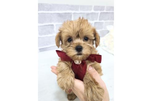 販売中の東京都のミックス犬-394133の9枚目