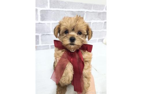 販売中の東京都のミックス犬-394133の7枚目