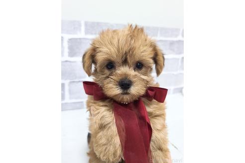 販売中の東京都のミックス犬-394133の6枚目