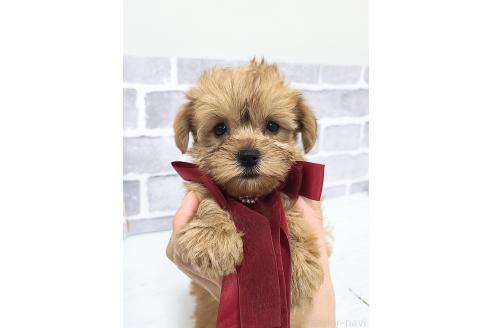 販売中の東京都のミックス犬-394133の5枚目