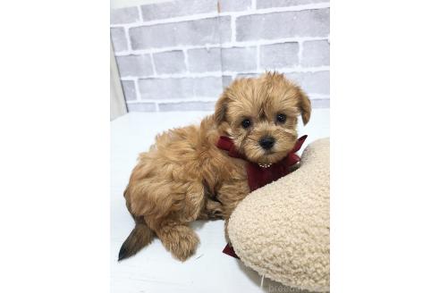 販売中の東京都のミックス犬-394133の4枚目