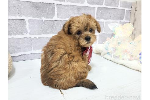 販売中の東京都のミックス犬-394133の3枚目