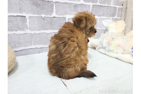 販売中の東京都のミックス犬-394133の2枚目