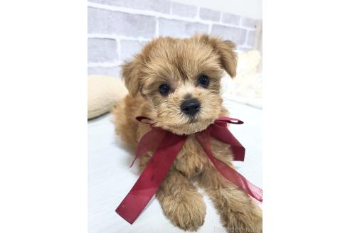 販売中の東京都のミックス犬-394134の12枚目