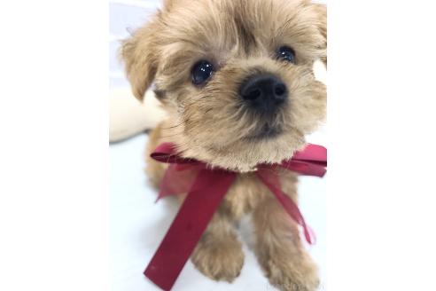 販売中の東京都のミックス犬-394134の11枚目