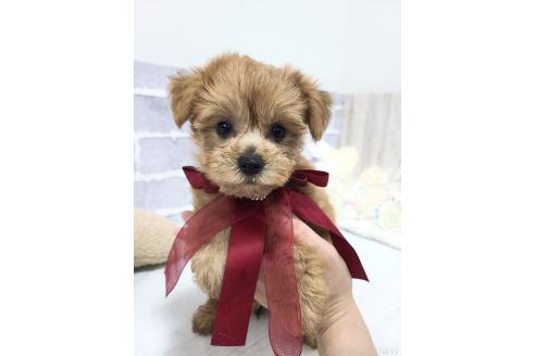 販売中の東京都のミックス犬-394134の10枚目