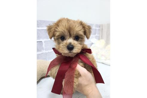 販売中の東京都のミックス犬-394134の9枚目