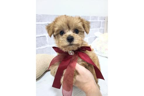 販売中の東京都のミックス犬-394134の8枚目