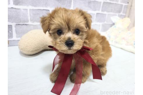 販売中の東京都のミックス犬-394134の7枚目
