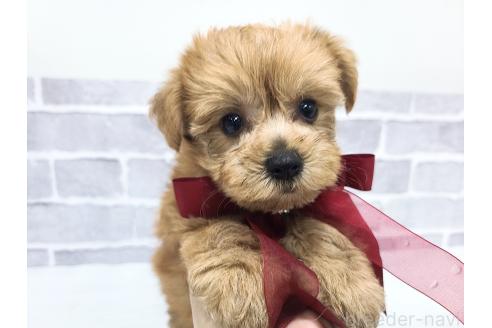 販売中の東京都のミックス犬-394134の5枚目