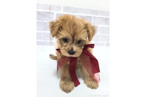販売中の東京都のミックス犬-394134の4枚目