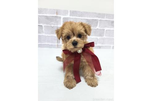 販売中の東京都のミックス犬-394134の3枚目