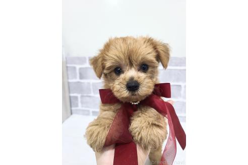 販売中の東京都のミックス犬-394134の2枚目