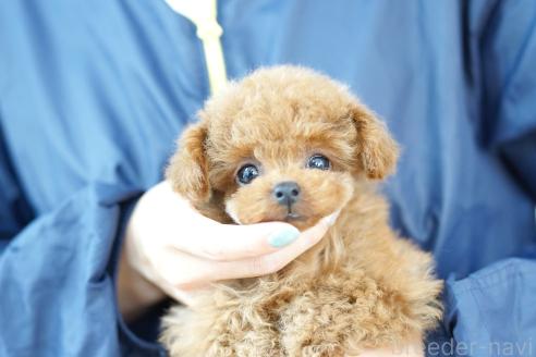 販売中の埼玉県のトイプードル-394137の3枚目