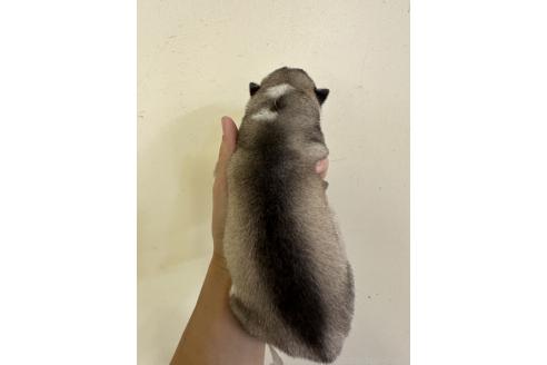販売中の佐賀県のシベリアンハスキー-394154の2枚目