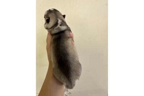 販売中の佐賀県のシベリアンハスキー-394155の2枚目