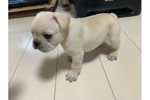 販売中の三重県のフレンチブルドッグ-394158