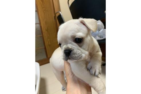 販売中の三重県のフレンチブルドッグ-394158の5枚目