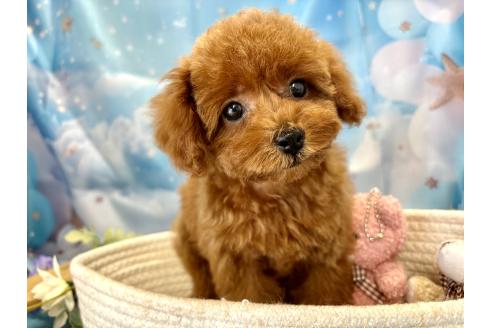 販売中の栃木県のティーカッププードル-390890