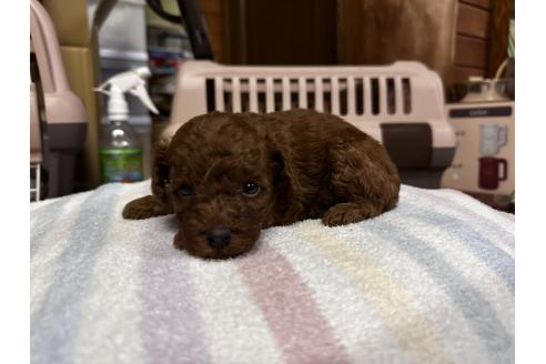 販売中の熊本県のトイプードル-394159の4枚目