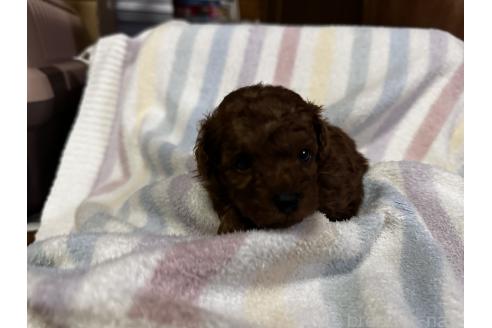 販売中の熊本県のトイプードル-394159の3枚目