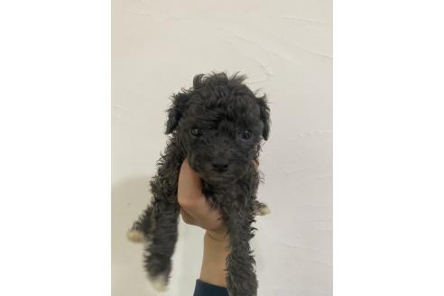 販売中の福岡県のティーカッププードル-389242の4枚目