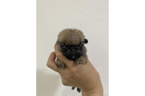 販売中の福岡県のパグ-394161の1枚目