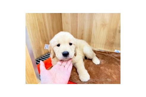 販売中の愛知県のゴールデンレトリーバー-394163の8枚目