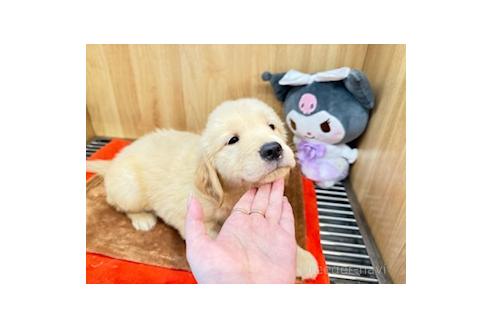 販売中の愛知県のゴールデンレトリーバー-394163の7枚目