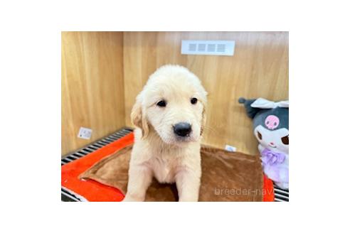 販売中の愛知県のゴールデンレトリーバー-394163の6枚目